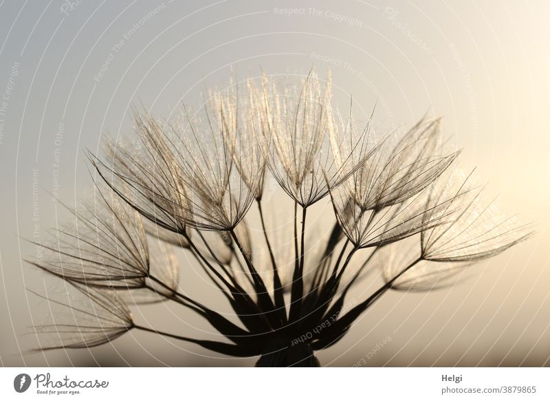 Riesen-Pusteblume im sanften Licht Wiesenbocksbart Samenstand Schirmchen Macro Nahaufnahme Schatten Sonnenlicht filigran zart Himmel Natur Pflanze Makroaufnahme