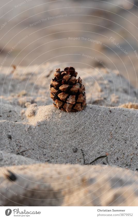 Tannenzapfen an Ostseestrand Pinecone Strand Beach Sand Meer Urlaub Holiday draußen Fernweh Ferien & Urlaub & Reisen Schatten Licht Kontrast