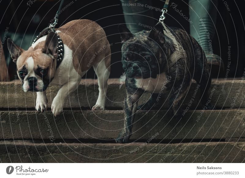 zwei französische Bulldoggen beim Spaziergang die Treppe hinunter bezaubernd Erwachsener Tier achtsam Strand schön Schönheit beige schwarz züchten braun Eckzahn