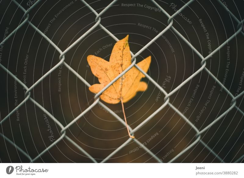 Vom Winde verweht - kleines gelbes herbstliches Ahornblatt im Maschendrahtzaun eingeklemmt und gefangen orange Herbst Blatt Zaun Metallzaun Herbststimmung