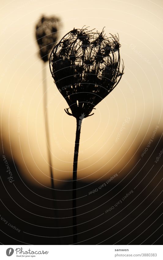 verblühte Pflanze bei Sonnenaufgang Blüte Natur Blume geschlossene Blüte dunkel Außenaufnahme Wiese Vergänglichkeit menschenleer