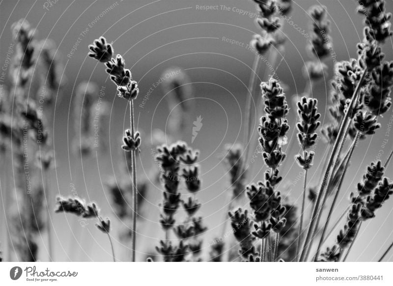 Lavendel Blüten Blume Pflanze Duft Duftpflanze Heilpflanzen violett schwarz weiß Lavendelstrauch