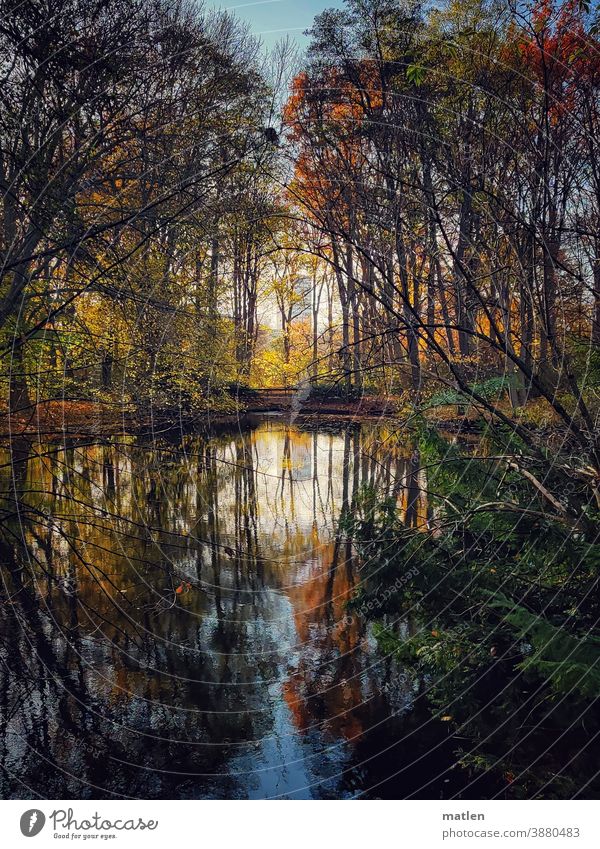 Herbst am See Laubfärbung Außenaufnahme Baum Menschenleer Ufer Reflexion & Spiegelung Seeufer Ruhig Tiergarten Berlin Himmel Hochhaus Farbfoto Tag