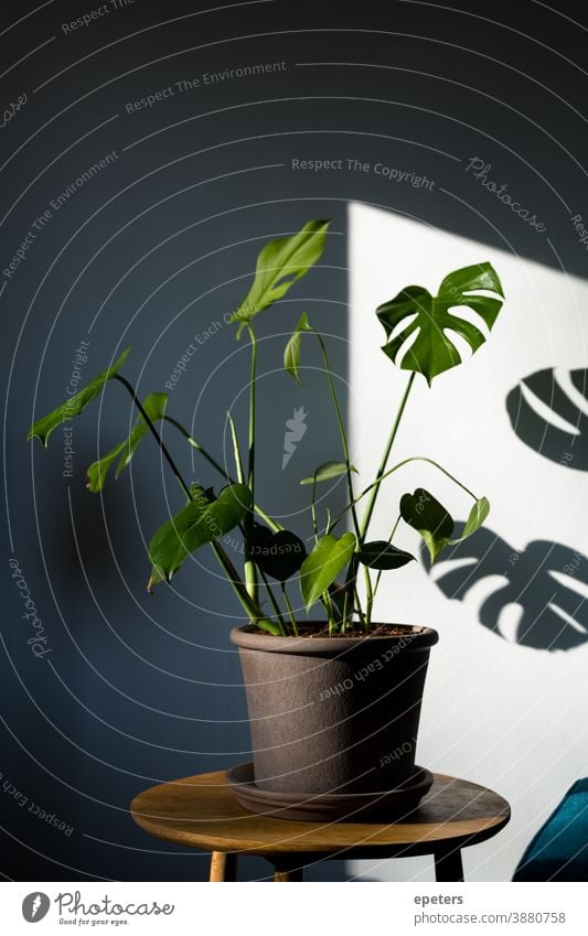 Monstera deliciosa in einem modernen zu Hause Fensterblätter Innenbereich Windstille grün Wachstum Schatten blau Pflanze Topfpflanzen Botanik