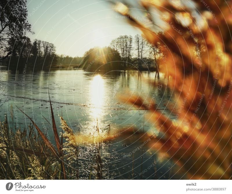 Erstarrt Seeufer Insel Teich leuchten ruhig Sehnsucht Einsamkeit Idylle Horizont Schönes Wetter Wolkenloser Himmel Wasser Luft Pflanze Landschaft Umwelt