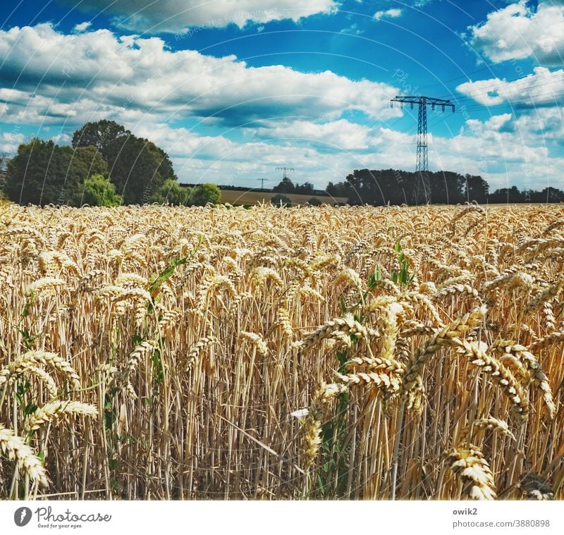 Ährenamtlich Umwelt Natur Landschaft Himmel Wolken Schönes Wetter Klima Sommer Horizont Wärme Pflanze Baum Feld warten Getreidefeld Kornfeld Idylle Ferne