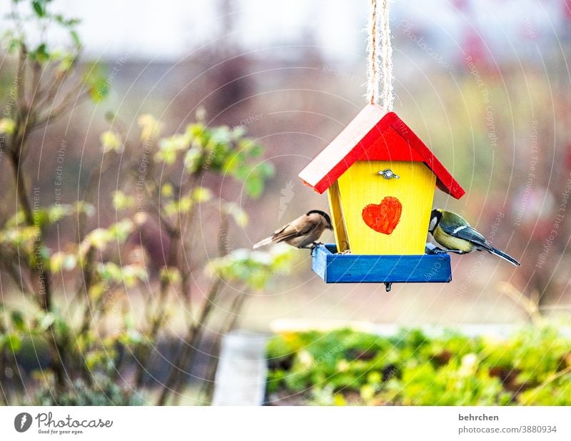 ein herz für vögel Vogelhäuschen Vögel Meisen Kleiber füttern Fressen Garten Sträucher Herbst Winter Jahreszeiten hübsch niedlich Herz Tierliebe Außenaufnahme