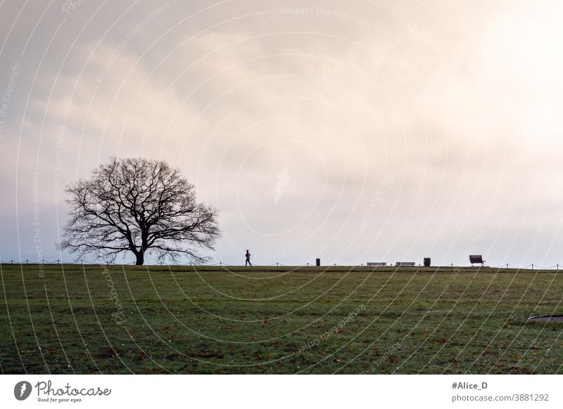 Jogger in der Landschaft  auf der  Erpeler Ley Aussichtsplattform Erpel Germany Baum allein stehend blattloser Baum Winter Saison Natur Aussichtspunkt sport