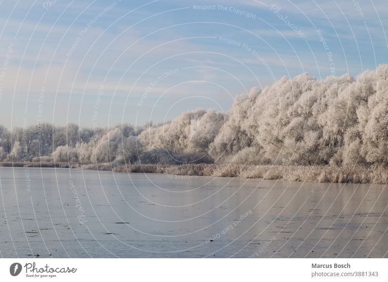 Donaualtwasser im Winter Altwasser Eisflaeche Gewaesser Kaelte Raureif Ufer blauer Himmel eis gefroren kalt rauhreif schnee see weiss winter Schnee Frost weiß