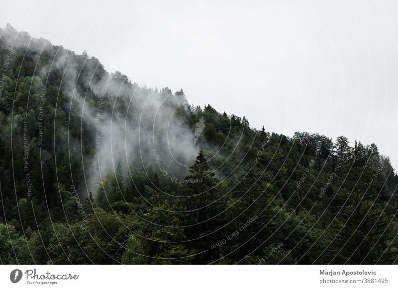 Nebel in den Bergen am frühen Morgen Abenteuer Atmosphäre Herbst Hintergrund schön Cloud wolkig kalt cool dunkel Morgendämmerung dramatisch Umwelt Immergrün