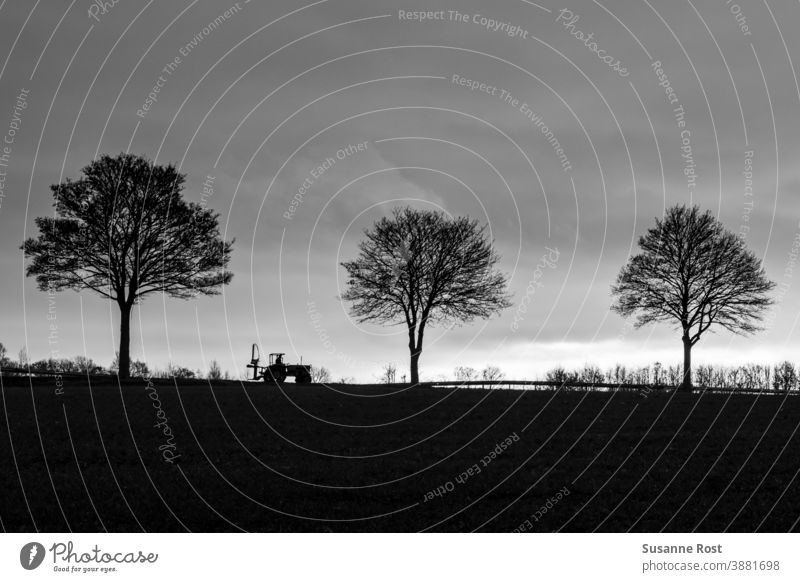 Ein vorbeifahrender Trecker auf einer Baumallee im Gegenlicht Bäume Landschaft Herbst Himmel Traktor Schwarzweißfoto schwarzweiß Landstraße Natur Wolken drei