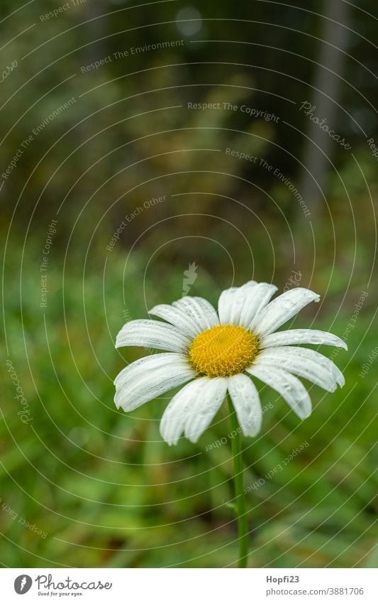 Margeriten Blüte margeriten margeritenart Blume Natur Pflanze grün weiß schön Sommer gelb natürlich Farbfoto Garten Nahaufnahme Blütenblatt Wiese Blumen