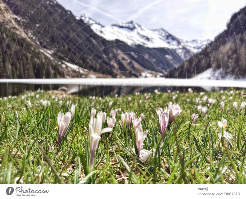 Krokuswiese an einem Gebirgssee. Riesachsee Wildpflanze Blüte violett Frühling Blume natürlich Krokusse Frühblüher Frühlingstag Frühlingsgefühle