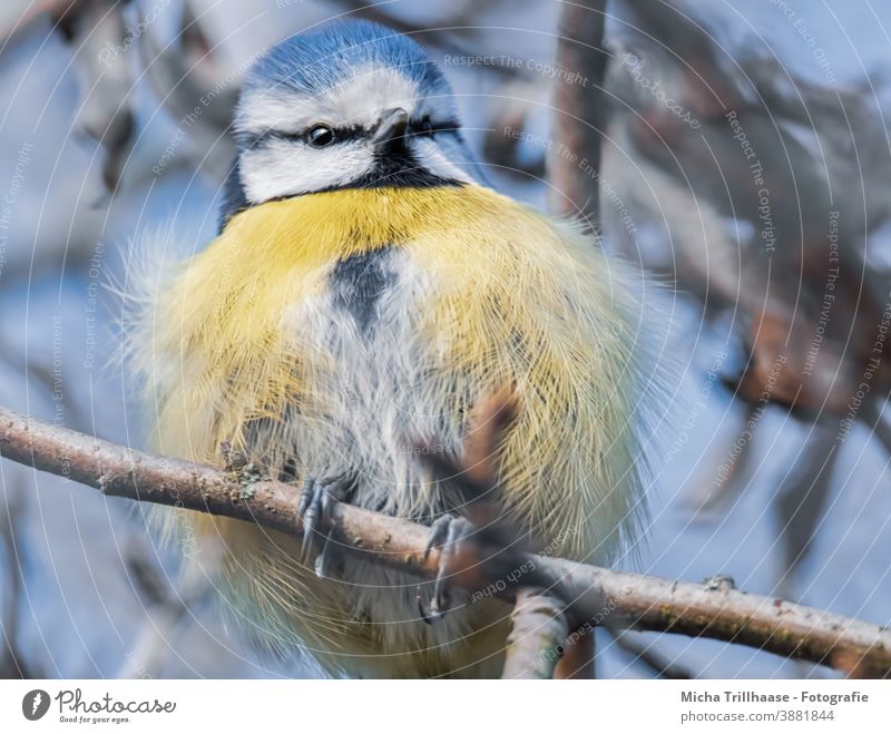 Aufgeplusterte Blaumeise Meisen Cyanistes caeruleus Tiergesicht Kopf Schnabel Auge Feder gefiedert Flügel Krallen Vogel aufgeplustert zerzaust beobachten Blick