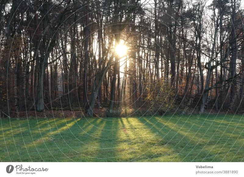 Waldrand im Gegenlicht Bäume baum baumreihe landschaft natur sonne sonnenstrahl sonnenstrahlen waldrand wiese