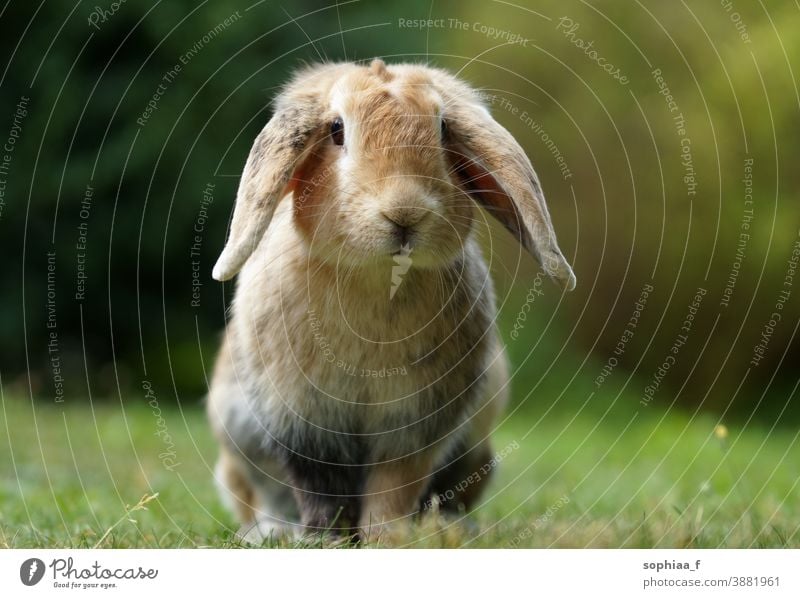 Zwergkaninchen im Garten, auf grünem Gras sitzend, niedliches Häschen Kaninchen Schlappohren Haustier Wiese Hase Frühling Zwergwidder Federschwingungen