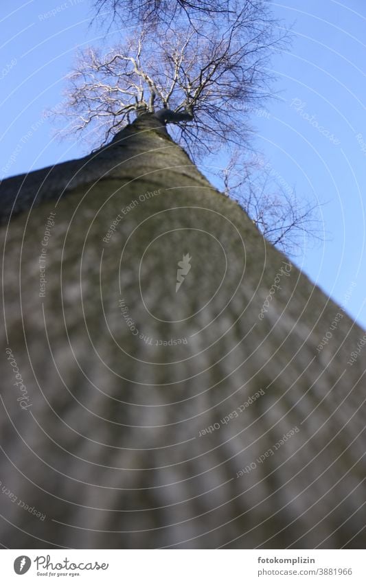 Blick von unten steil in eine Baumkrone Baumstamm Himmel Froschperspektive Stammhalter Rinde hoch Baumrinde Wachstum groß beeindruckend ragen kahl Natur