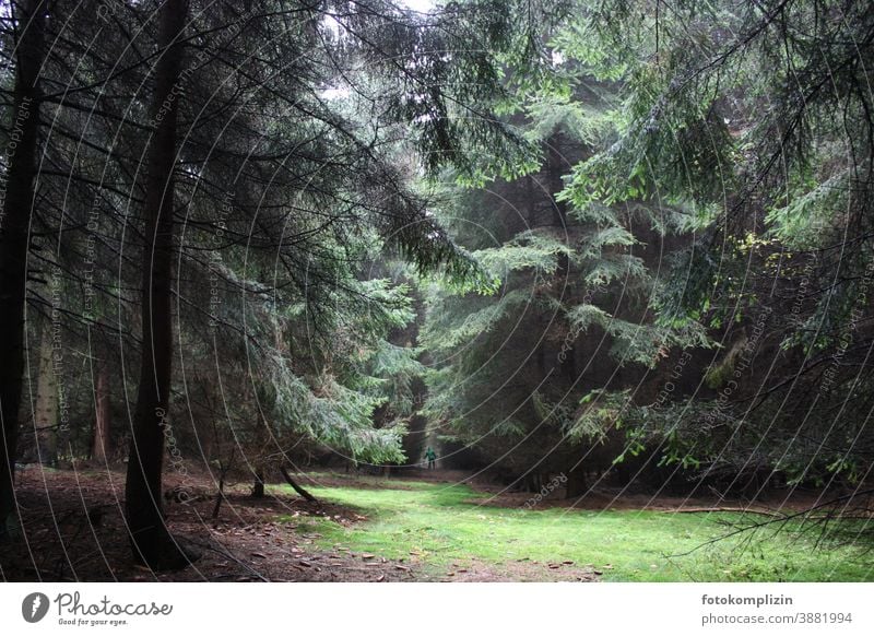 Nadelwald Lichtung Tannenwald Wald Tannenbäume Nadelbaum Waldlichtung Natur Umwelt Baum Herbst Pflanze grün Grünfläche Fichte Außenaufnahme Fichtenwald Forst