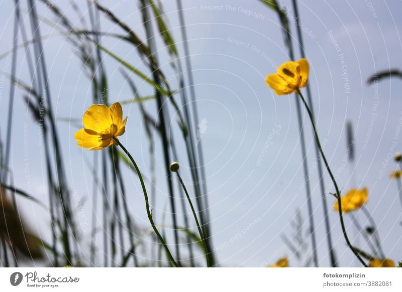 gelbe Wiesenblümchen (Hahnenfuß) vor blauem Himmel Butterblume Butterblumen Butterblümchen Frühling Blüte Blühend Wachstum Umwelt Blume Pflanze