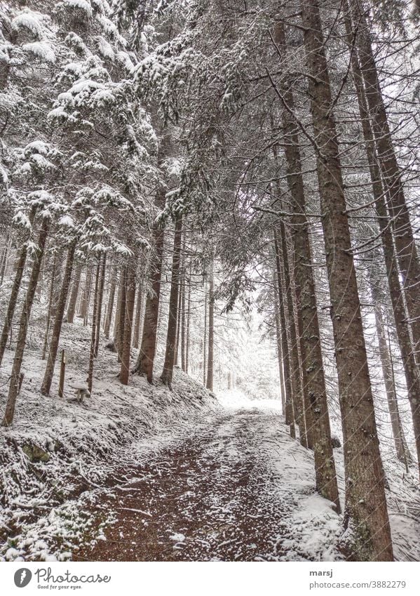 Winterspaziergang durch den Fichtenwald Spazierweg Wanderwege Schnee winterlich Winterzauber Winterstimmung kalt Wintertag Natur