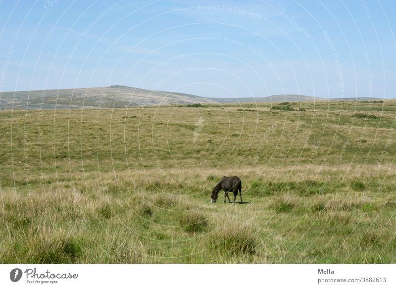 corona thoughts | Vereinzelung - Dartmoorpony grast allein im Dartmoor Pferd Pony Dartmoor Pony frei Tier Farbfoto Außenaufnahme Großbritannien