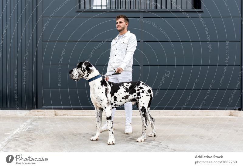 Mann mit großem Hund auf der Straße Deutsche Dogge Harlekin Großstadt schlendern anleinen Freund Zusammensein männlich Besitzer Haustier Tier Eckzahn gehorsam