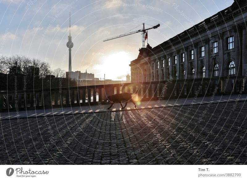 ein Hund läuft über eine Brücke in Berlin Mitte . Die Sonne geht gerade auf. Sonnenaufgang Berlin-Mitte Fernsehturm Himmel Hauptstadt Sehenswürdigkeit