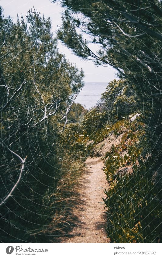 Ein schmaler Fußweg umgeben von grüner Vegetation mit dem Meer im Hintergrund Costa Brava calella de palafrugell Palamos MEER Wasser mediterran Abgeschiedenheit