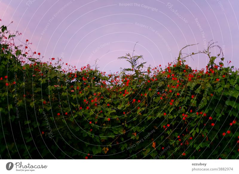 rote Blume in der Wildnis Mohn Feld Wiese wild schön Frühling Sommer Schönheit Blütenknospen Gras grün Blatt Natur Hintergrund Blütezeit Garten Landschaft