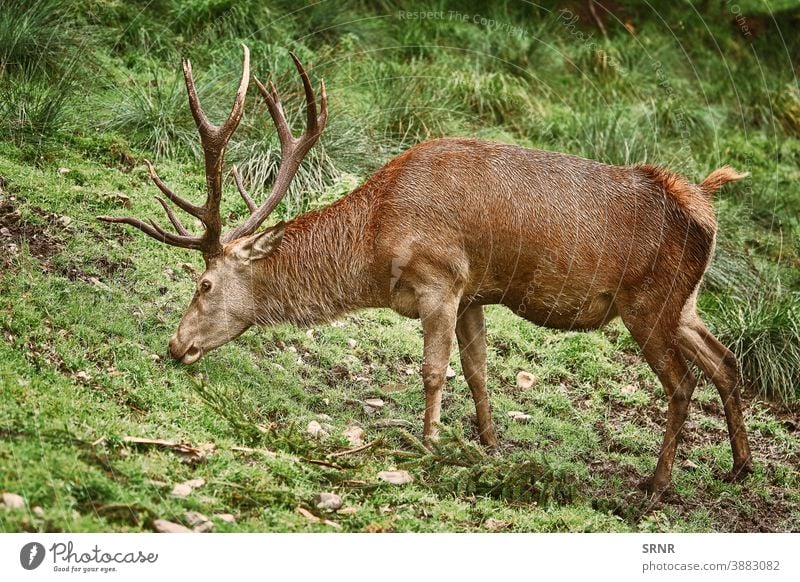 Hirsche grasen auf dem Gras Tier Geweih Horn Artiodaktylus Achse Achse Achsenhirsch Zervidae Zervus elaphus mit Knackpunkt hohlfüßig mit gespaltenen Hufen