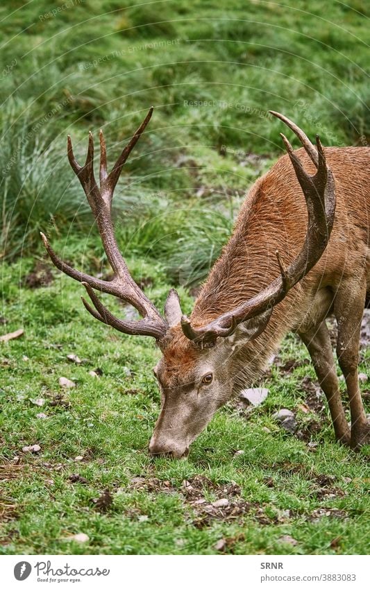 Hirsche grasen auf dem Gras Tier Geweih Horn Artiodaktylus Achse Achse Achsenhirsch Zervidae Zervus elaphus mit Knackpunkt hohlfüßig mit gespaltenen Hufen