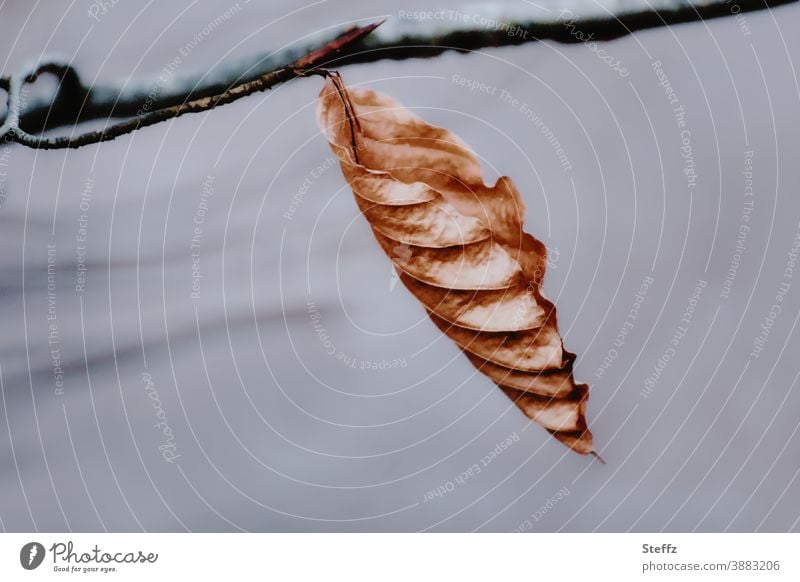 das letzte Blatt letztes Blatt vergänglich Tristesse einsam melancholisch Nostalgie Winterkälte nostalgisch Melancholie Einsamkeit allein Vergänglichkeit