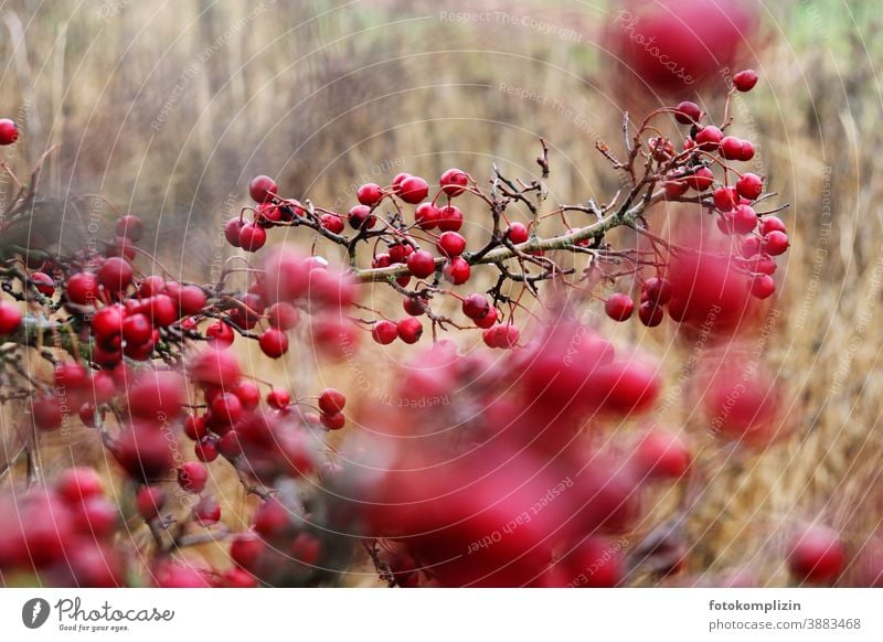 rote Beeren Sträucher Winterbeeren Beerensträucher Vogelbeere Weissdorn Feldflora Vogelbeeren Vegetation natürlich Natur Pflanze Naturliebe Gedeckte Farben