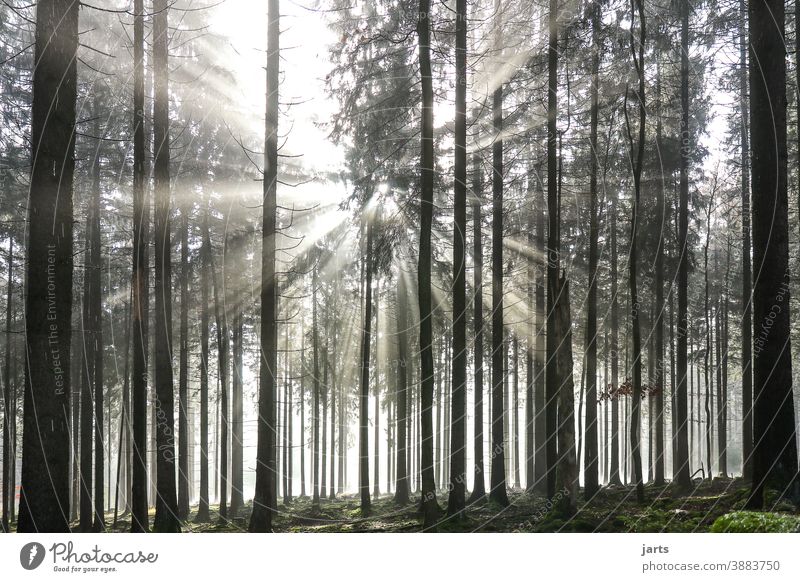 Licht im Wald Sonne Sonnenaufgang Sonnenstrahlen Bäume Nebel Morgen Baum Landschaft Natur Sonnenlicht Außenaufnahme Farbfoto Gegenlicht Umwelt Menschenleer