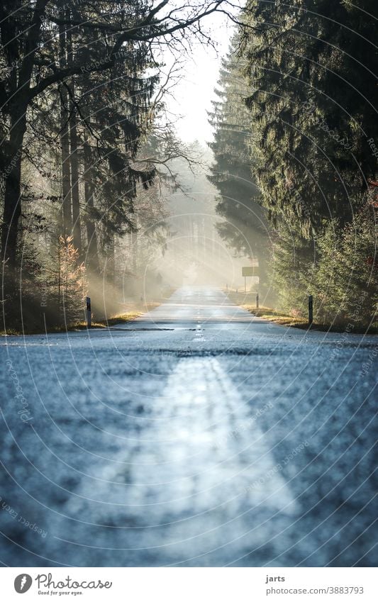 road Straße Asphalt Wege & Pfade Ziel Wald Spessart Licht Lichterscheinung Sonne Sonnestrahlen Nebel Fernweh Baum Außenaufnahme Natur Landschaft Menschenleer