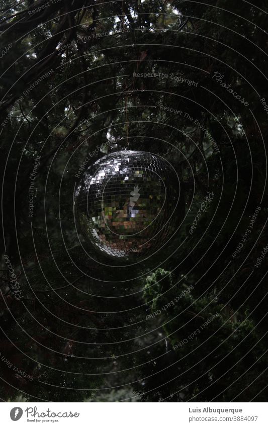 Ball in der Natur Umwelt Spätherbst Zweige u. Äste geheimnisvoll Kontrast Sträucher Lichterscheinung Pflanze grün Nahaufnahme Außenaufnahme Farbfoto