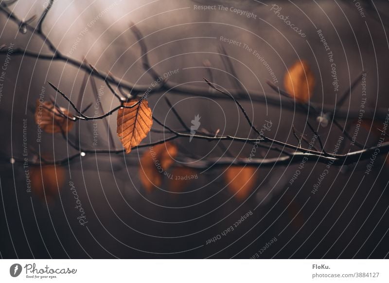 Wenige Blätter Herbstlaub hängen an einem Zweig Schwache Tiefenschärfe Tag herbstlich Herbstfärbung Zweige u. Äste Außenaufnahme Farbfoto Pflanze gelb Natur