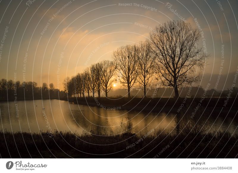 Herbst Nebel am Rhein zum Sonnenuntergang mit einer Reihe Bäumen, die sich in einem See spiegeln Baumreihe Allee Spiegelung Abend Orange Himmel Wolken Wasser