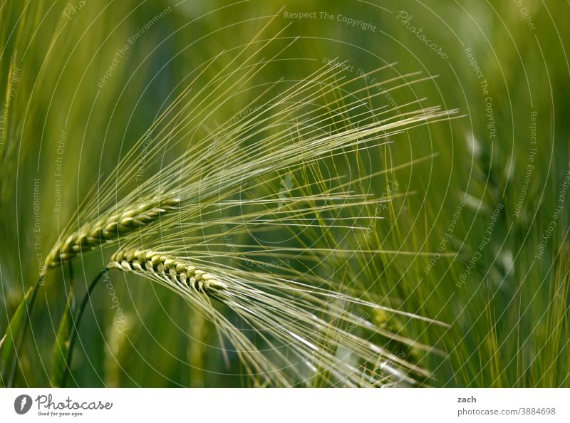 Ähre, wem Ähre gebührt Weizen Getreide Feld Gerste Ähren Kornfeld Ernährung Landwirtschaft Natur Ackerbau Getreidefeld Nutzpflanze Pflanze Weizenfeld