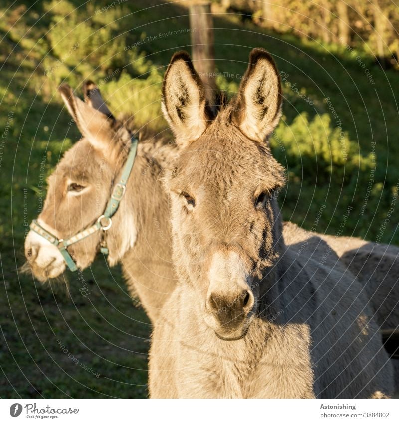 zwei Esel 2 Tier Tiere Paar Fell Kopf Ohren Augen Eselsohr schauen Blick Nutztier Lasttier Natur Maul Außenaufnahme braun Menschenleer Tiergesicht niedlich