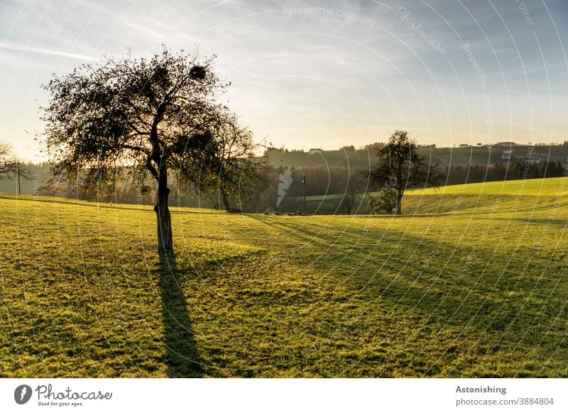 Baum im Abendlicht Natur Landschaft Licht Schatten Kontrast Rasen Wiese Misteln Baumstamm Himmel Horizont Hügel Mühlviertel gelb grün blau Wolken Herbst Wetter