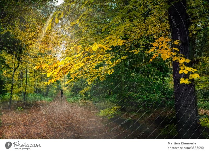 Herbstwald mit einer Person in schwarz mit einem schwarzem Regenschirm Wald Ast Laub farbenfroh Flora Gras Landschaft Blatt Blätter Dunst natürlich im Freien