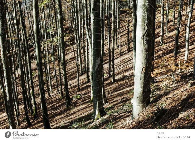 ..und nochmal Herbst im Mittelgebirge Baum Bäume Wald Natur Herbstlaub Außenaufnahme Sonnenlicht Herbstfärbung Herbstwald herbstlich