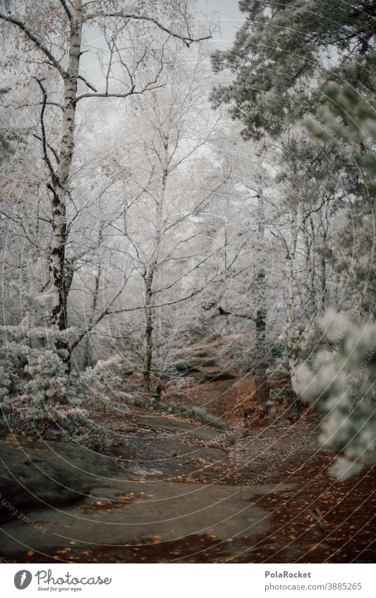 #A0# Wandern in der Sächsischen Schweiz zum Wintereinbruch frieren Landschaft Dezember Wetter Umwelt Klima Schnee Frost kalt Natur Kälte winterlich Winterlicht