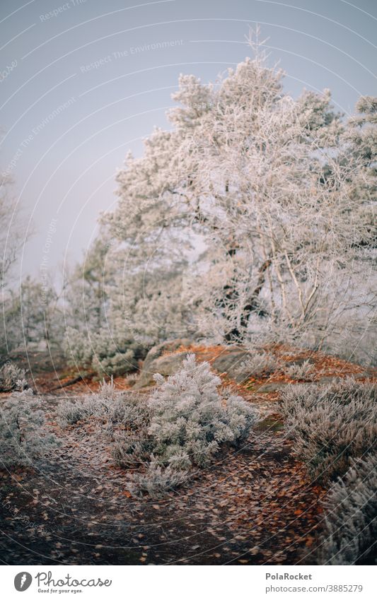 #A0# Wandern in der Sächsischen Schweiz zum Wintereinbruch frieren Landschaft Dezember Wetter Umwelt Klima Schnee Frost kalt Natur Kälte winterlich Winterlicht