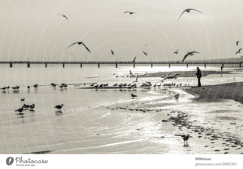 Die Möwen haben schnell entdeckt, wo es für sie Frühstück gibt Ostsee Licht Morgen früh Strand Mensch füttern Vögel Sand Wasser Wellen Brücke Seebrücke Steg