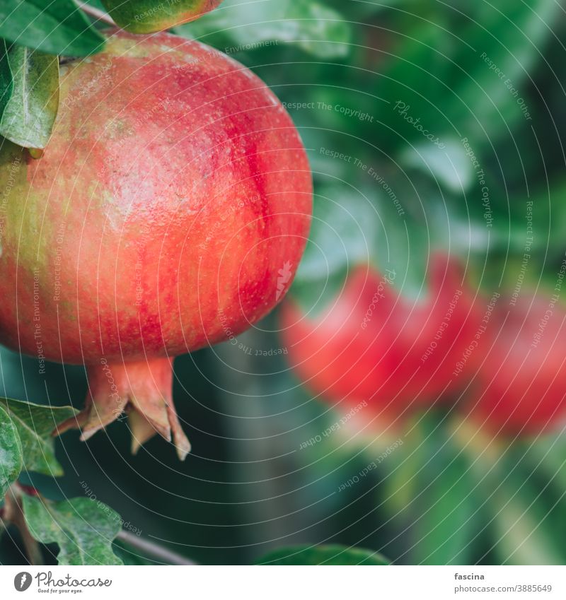 Bio-Granatapfelfrüchte am Zweig rot Baum Frucht organisch Lebensmittel Garten reif Gesundheit Ackerbau Pflanze frisch süß tropisch Hintergrund Ast Natur grün