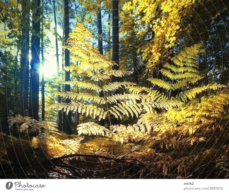 Farnfächer Wald Sträucher Waldlichtung Echte Farne Pflanze Wachstum Schönes Wetter Waldrand Baum Idylle ruhig Außenaufnahme Farbfoto Strukturen & Formen