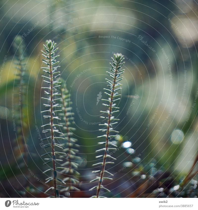 Widerborstig Sträucher klein nah Idylle wild natürlich Wachstum Wildpflanze Pflanze Landschaft Natur Umwelt Jungpflanze Stengel Halm dünn Farbfoto Außenaufnahme