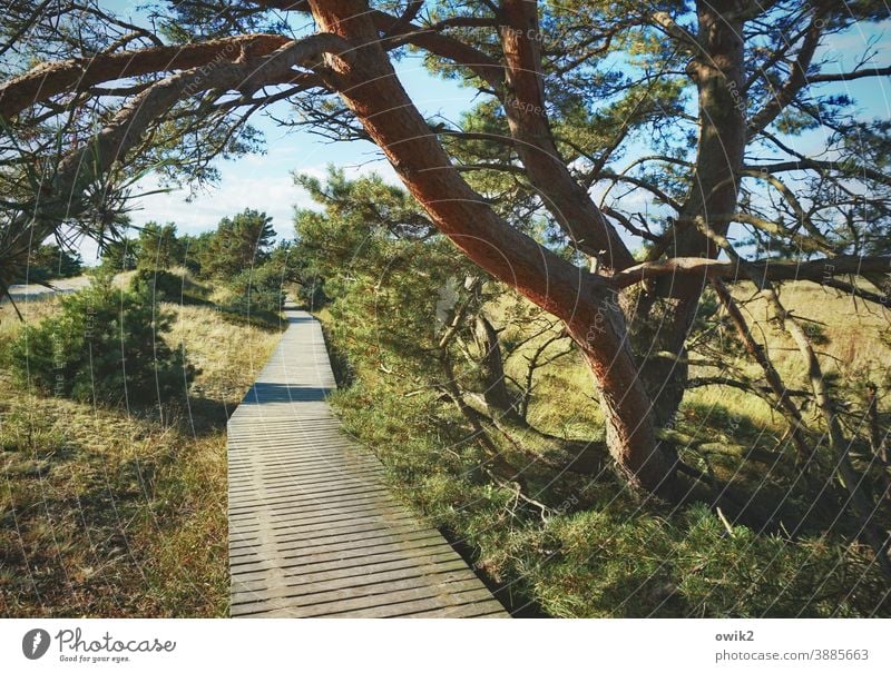 Zielgerade Naturschutzgebiet Naturlehrpfad Wege & Pfade Sträucher Gras Pflanze Holz Horizont Herbst Landschaft Umwelt lang Holzweg Planken Ferne Idylle Farbfoto